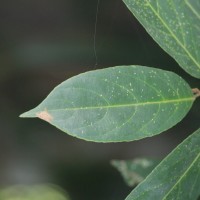 Hydnocarpus venenatus Gaertn.